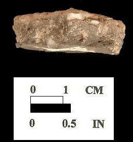 Wolfe Neck cross-section of sherd from Conowingo site 18CE14/161.